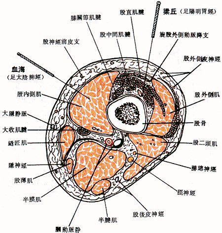 天竅穴位置|醫砭 » 經穴庫 » 天容